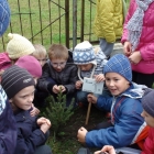 Święto Drzewa